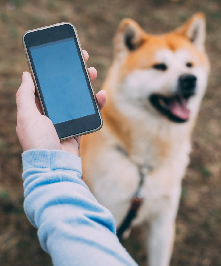 online dog training schools - use your smartphone to train your dog